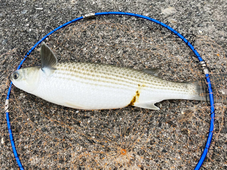 海水面を跳ねる魚の正体とは?跳ね方で分かる魚の種類 | Fam Fishing
